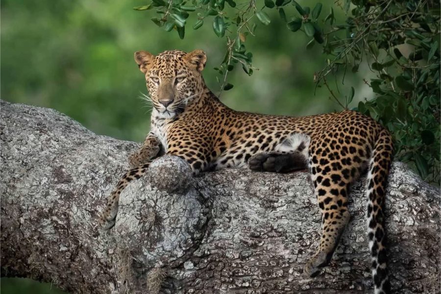 Solo Holidays to Sri Lanka